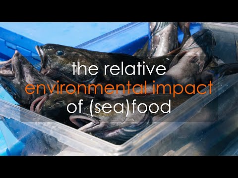 Seafood vs Meat - How does their environmental impact compare?