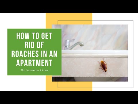 4 Ways to Get Rid Of Roaches In an Apartment | The Guardians Choice