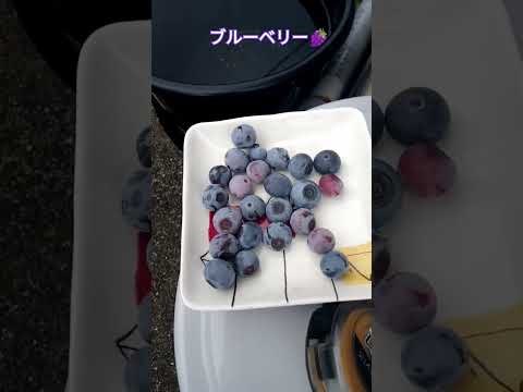 ブルーベリー🍇 #shortsfeed #家庭菜園 #ブルーベリー栽培 #ブルーベリー狩り