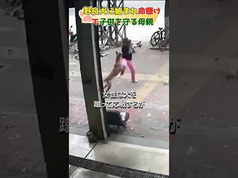 野良犬に絡まれて命懸けで子供を守る母親#dog#shorts #mother #human#respect #rescue #犬#野良犬#尊敬