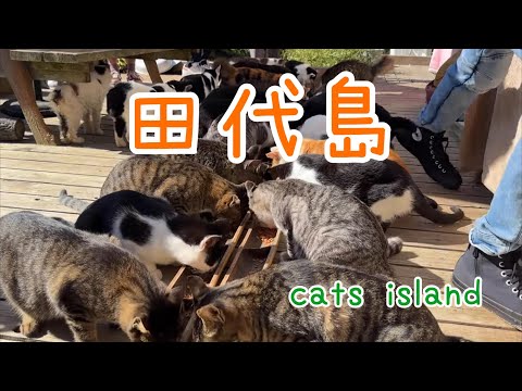 ダラダラからブラシングの昼飯タイム　Lunch time【田代島】【２０２４秋】【猫島巡り】