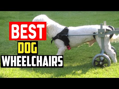 ✅Top 5 Best Dog Wheelchairs of 2024