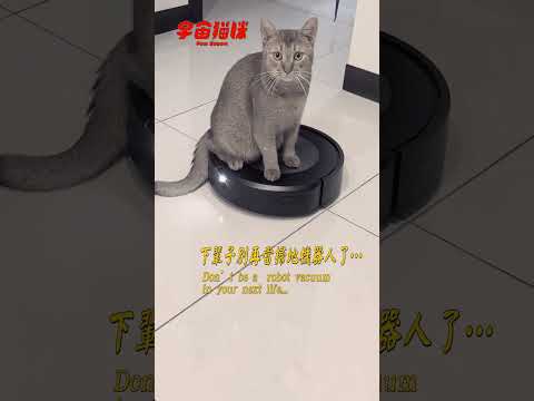 當家裡的貓不怕掃地機器人... #宇宙貓咪 #cat #shorts #shortstw