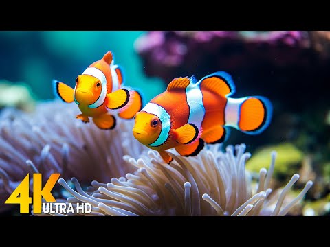 Aquarium 4K VIDEO (ULTRA HD) 🐠 Beautiful Coral Reef Fish - Relaxing Sleep Meditation Music