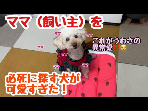 【隠し撮り】帰ってきたと思ったのに大好きな飼い主がいなかった時の愛犬の反応がかわいいすぎました…（後半）スイカのお洋服が可愛い💖