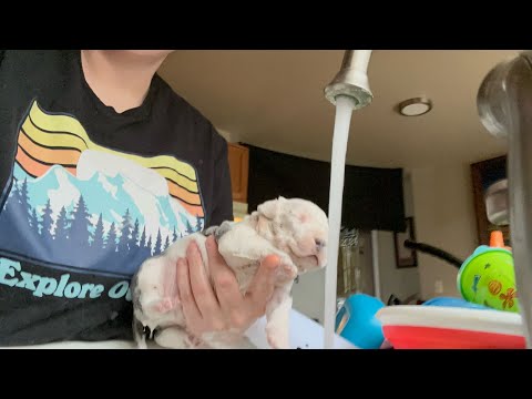 GROOMING 2 WEEK OLD PIT BULL PUPPIES