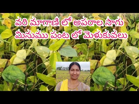 సాధారణ పద్దతిలొ మినుము సాగు |  Black Gram plant overview | మినుము పంటని ఎలా పండిచాలి | Urad Dal