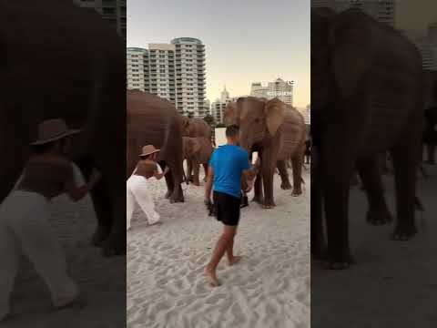 The Great Elephant Migration has landed in Miami Beach! 100 elephants, cost starts at 18k for one.