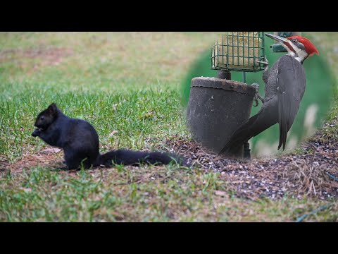 RARE Black Squirrel (Melanistic) & Pileated Woodpecker at Trails End Cabins in Hatfield, Wisconsin