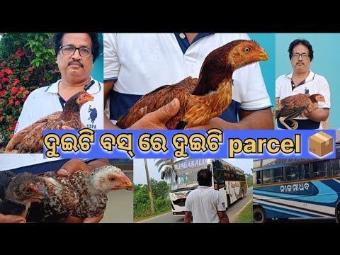 ଦୁଇଟି ବସ୍ ରେ ଦୁଇଟି Parcel📦@basanta_sir_kitchengarden#youtube#chicken