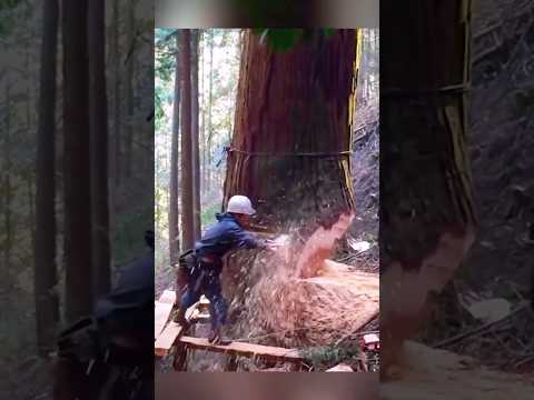 Top wood cutting skills #chainsawcuttingtreemachines #woodcuttingskills #shortvideo