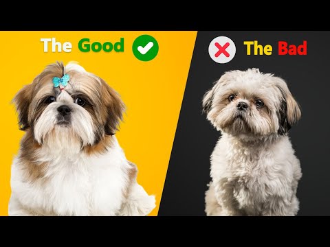 Shih Tzu: The Pros & Cons of Owning One