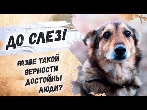 Как мудро сказано! Эдуард Асадов "Стихи о рыжей дворняге" Стихи о жизни