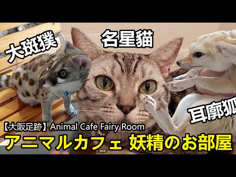 【大阪足跡】アニマルカフェ 妖精のお部屋 Animal Cafe Fairy Room｜可愛貓咪｜靈貓大斑獛｜沙漠狐狸耳廓狐｜蝴蝶犬