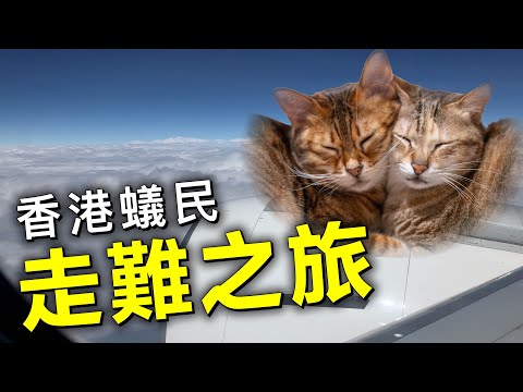 走難之旅｜寵物移民｜荷蘭路線｜hand carry 上機｜寧做二等公民 不做漁村蟻民（2023年11月）