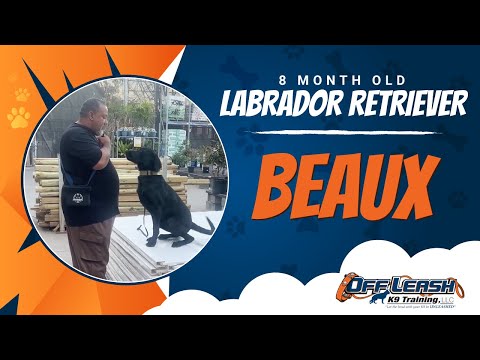 Labrador Retriever, 8 Months Old, Beaux | Best Dog Trainers Northern VA,  | Off Leash K9