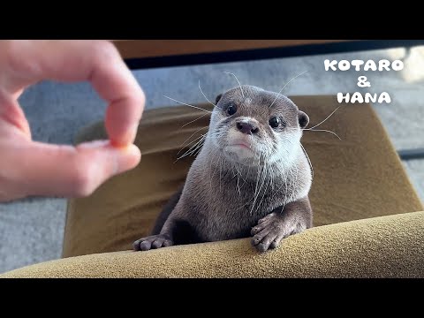 Otters Learn a New Trick with The Snoot Challenge!