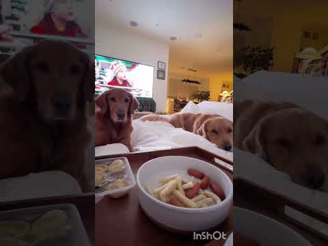 Dogs are happy parents are done with their meal