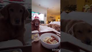 Dogs are happy parents are done with their meal