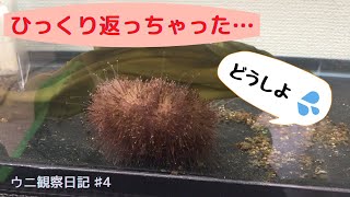 【ウニ観察日記♯４】ひっくり返ってしまった【エゾバフンウニ】