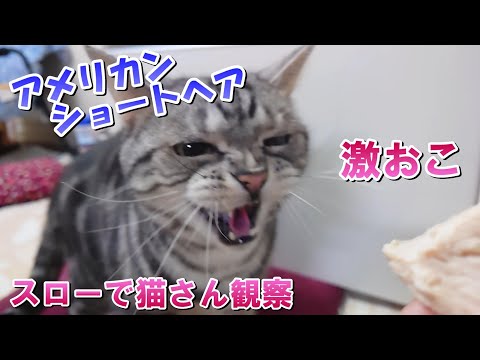 じっくり猫さん観察！激おこシャー！スロー映像（アメリカンショートヘア）