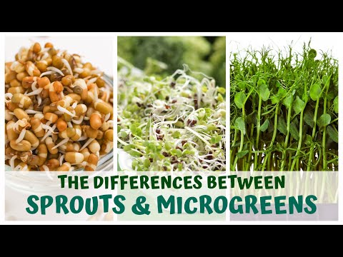 THE DIFFERENCES BETWEEN SPROUTS & MICROGREENS