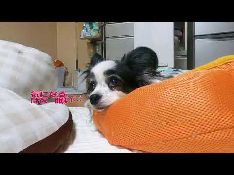 犬と一緒におやすみなさい