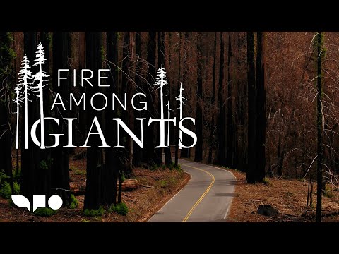 What Happened after the Redwoods Burned?: Fire Among Giants