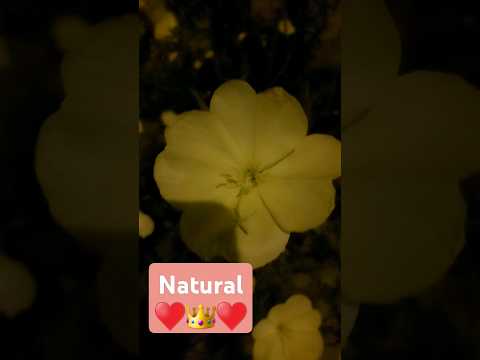 floare #short #floare #flowers #beautiful #best #viralvideo #viral ♥️♥️♥️♥️♥️♥️♥️♥️♥️