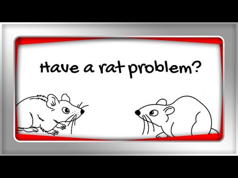 Rat Catching Tips - Catching Rats in 3 Easy Steps!