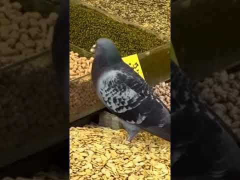 Hungry pigeon 😂 #funnyshorts #shorts #pigeon #attitude #foryou