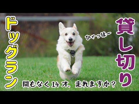 シニア犬が朝から元気すぎるので、貸し切りドッグランに行ってみました