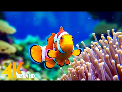 Aquarium 4K VIDEO (ULTRA HD) 🐠 Beautiful Coral Reef Fish - Relaxing Sleep Meditation Music #3