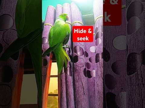 Hide and seek with the parrot #trending #funnypets #parrot #foryou #shorts #viralvideo