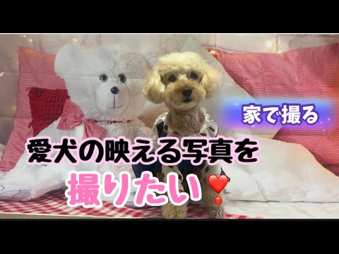 【インスタ映え？】愛犬の映える写真を撮りたくて道具をかってみた