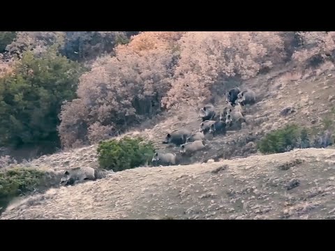 WILD BOAR HUNTING ADVENTURE 2 - KAMIŞTAN ÇIKAN CANAVARLAR - CHASSE AU SANGLIER