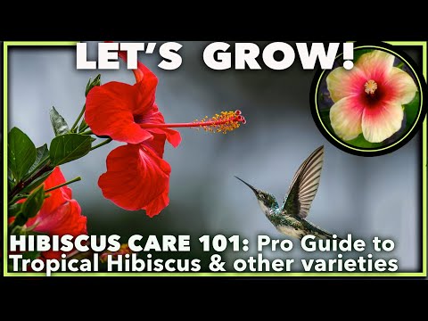 EXPERT HIBISCUS CARE  GUIDE FOR ALL VARIETIES: Tropical, Hardy, Marsh, & Rose Mallow