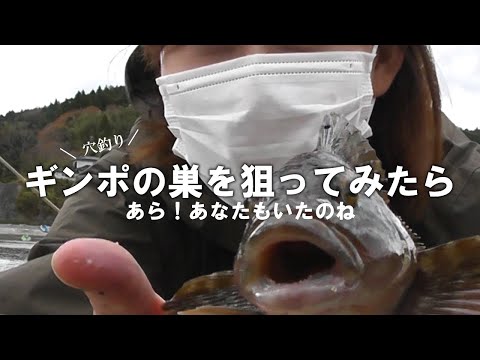 【穴釣り】ギンポの巣で粘ってみたらこのお魚が釣れました。