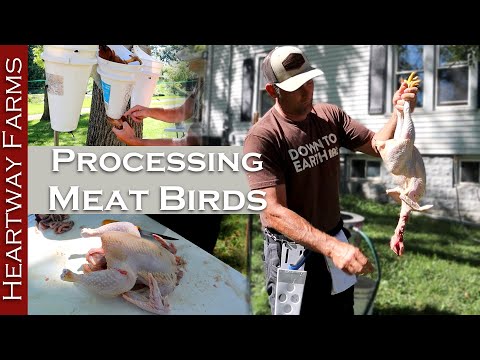 How To Process Meat Birds at Home! | Pastured Poultry