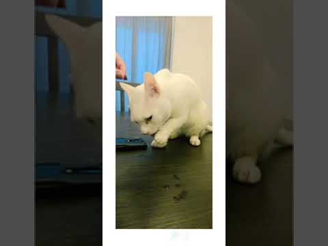 #snow #cat #cats #catlover #catvideos