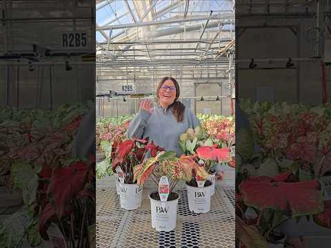 🎄 Brighten Your Home with Christmas Caladiums™!