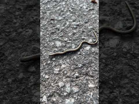 Slow Worm, legless lizard, from Lake Bled, Slovenia #lizard #nature #wildlife #herping