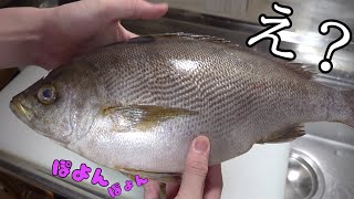 いやいや！流石に太り過ぎでしょ！はち切れ寸前まで餌を食べた極上の魚をさばいて寿司を作る！