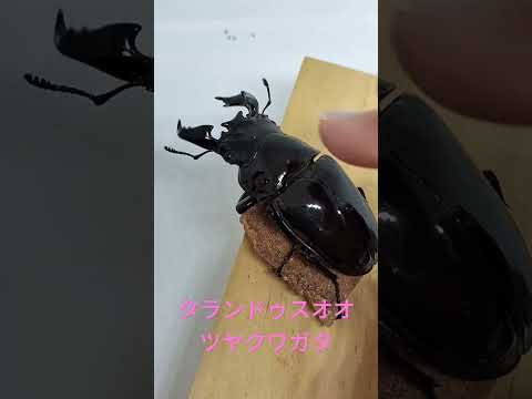 タランドゥスオオツヤクワガタのツヤツヤ感　#クワガタ#stagbeetle #クワガタ飼育