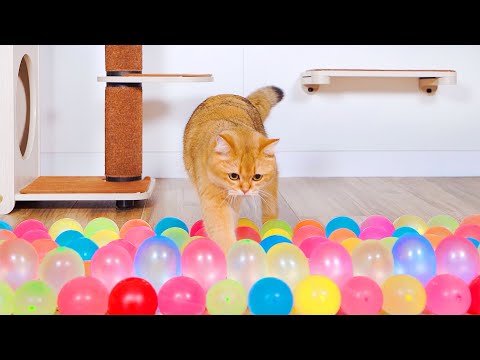 Can Cats Beat Water Balloon Obstacle Course? | CLICKAT