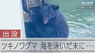 ツキノワグマ　岸壁からはい上がろうと海辺で奮闘約20分