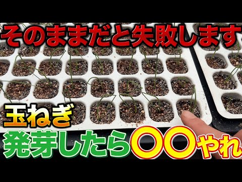 【育ちが違う】玉ねぎが発芽したら一工夫するだけで良く育ちます