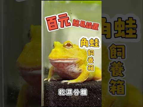 角蛙飼養箱簡易設置🐸乾濕分離 好清理好觀察 簡單好上手😃