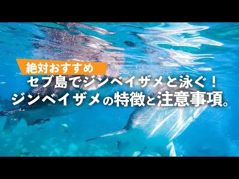 セブ島でジンベイザメと泳ぐ！絶対におすすめです。ジンベイザメの特徴と注意事項。