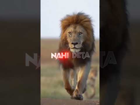 Lion Attitude shayari status Shayari status Attitude shayari #youtubeshorts#viral#shayari#shorts